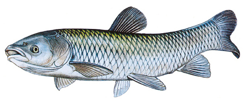 Amur b&iacute;l&yacute;