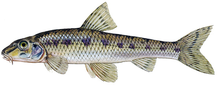 Hrouzek obecn&yacute;